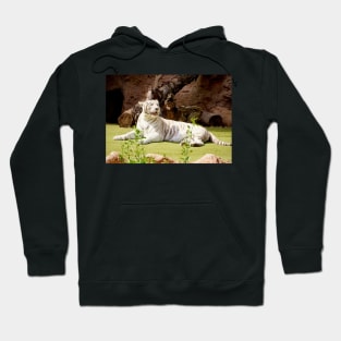 White Tiger (Bengal) Hoodie